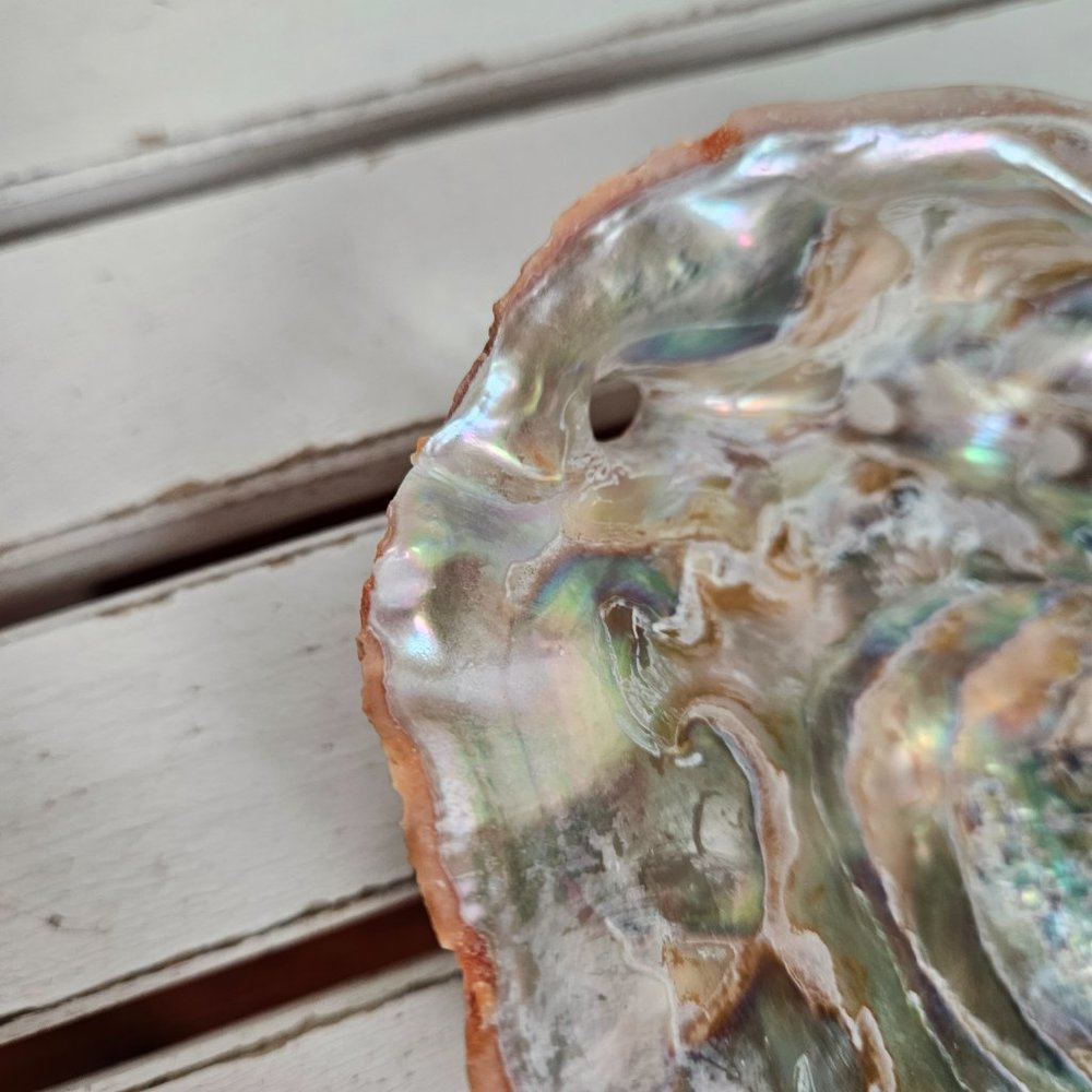 Abalone Shell - Picture 4 of 7